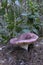 Rosy Russula Russula sanguinea on the forest floor