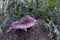 Rosy Russula Russula sanguinea growing through fir needles