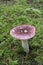 Rosy Russula Russula sanguinea mushroom growing in moss