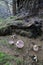 Rosy Russula Russula sanguinea mushrooms at the base of a large stump