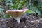 Rosy Russula Russula sanguinea showing the gills