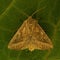 The Rosy Rustic, Hydraecia micacea