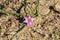 Rosy Sandcrocus (Romulea rosea), endemic in South Africa and naturalized in Europe, Australia, New Zealand and California in the