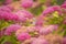 Rosy Spiraea - Mountain-sweet