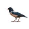 Rosy Starling bird