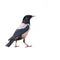 Rosy Starling bird