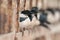 Rosy Starling Flock seen near  Jamnagar,Gujarat,India