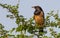 Rosy Starling morning sunbath