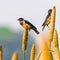 Rosy Starling resting on a millet Stick