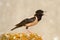 The rosy Starling is standing with open beak on a beautiful background