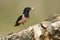 Rosy Starling Sturnus roseus