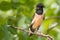 Rosy Starling Sturnus roseus its on a branch with an open beak