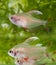 Rosy tetra