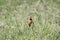 Rosy-throated Longclaw Macronyx ameliae in a Wet Meadow i