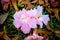 Rosy trumpet flowers on the ground