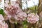 Rosy trumpet tree and flowers.May be called `Tabebuia rosea`or `pink poui`.The flowers are large, in various tones of pink to purp