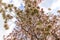 Rosy trumpet tree and flowers.May be called `Tabebuia rosea`or `pink poui`.The flowers are large, in various tones of pink to purp