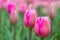 Rosy tulips in bloom