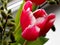 Rosy Tulips in a glass vase