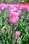 Rosy Tulips at Windmill Island Tulip Garden