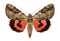 Rosy underwing moth, Catocala electa