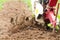 Rotary cultivator working in garden