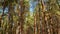 Rotate and looking up shot on pine tree wood POV view. Beautiful sunrays through conifer trees tops. Tranquil background