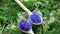 Rotating beautiful medical and tea herbs â€“ cornflowers in wooden spoons on meadowsweet Filipendula ulmaria