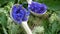 Rotating beautiful medical and tea herbs â€“ cornflowers in wooden spoons on meadowsweet Filipendula ulmaria background