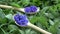 Rotating beautiful medical and tea herbs â€“ cornflowers in wooden spoons on mint fresh