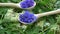 Rotating beautiful medical and tea herbs â€“ cornflowers in wooden spoons on sweetmeadow  background