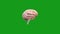 Rotating bisectional human brain green screen motion graphics