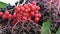 Rotating black elder Sambucus nigra and rowan medical berries