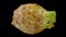 Rotating celery root on transparent background 01 c looping with alpha channel