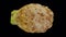 Rotating celery root on transparent background 01 a looping with alpha channel