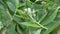 Rotating fresh comfrey symphytum officinale herbs background