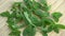 Rotating fresh mint herb leaves