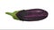 Rotating Graffiti Eggplant on White Background 03B Looping