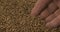 Rotating grain of buckwheat and a farmer`s hand. Farmer checks the grain. Close-up of a man`s hand picking up grain in