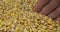 Rotating grain of corn and a farmer`s hand. Farmer checks the grain. Close-up of a man`s hand picking up grain in his