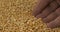 Rotating grain of dry peas and a farmer`s hand. Farmer checks the grain. Close-up of a man`s hand picking up grain in