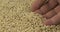 Rotating grain of pearl barley and a farmer`s hand. Farmer checks the grain. Close-up of a man`s hand picking up grain