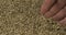 Rotating grain of rye and a farmer`s hand. Farmer checks the grain. Close-up of a man`s hand picking up grain in his