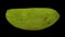 Rotating Green Ivory Mango on Black Background 01A Looping