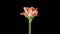 Rotating and growing amaryllis carnival Christmas flower with alpha