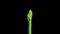 Rotating and growing greenish amaryllis fantasy Christmas flower