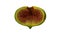 Rotating Half Green Fig on White Background 02A Looping