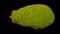 Rotating Jackfruit on Transparent Background 01A Looping with Alpha Channel