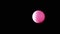 Rotating Pink Ball or Sphere Flies in Blank Space on a Black Background