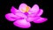 Rotating Pink Blooming Flower in side view Of Sleeping Beauty Water Lily On Water Ripples With Flying Shiny Glitter Sparkle 3D